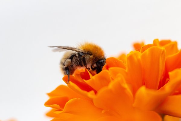 Wissenswertes - Wusstest du, dass die Wildbiene nur 200m am Stück fliegen kann?