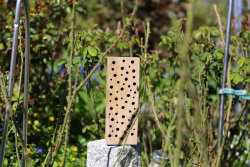 Nistholz für Bienen aus Eiche 25cm