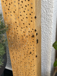 Holzbalken Nisthilfe Massivholz XL 100cm