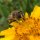 Insektenhotel Wildbienen Kinder Biene Massivholz
